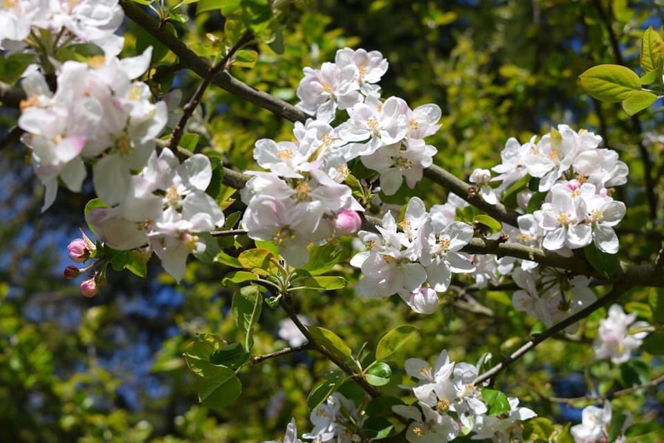 ScarthingwellGC tweet media