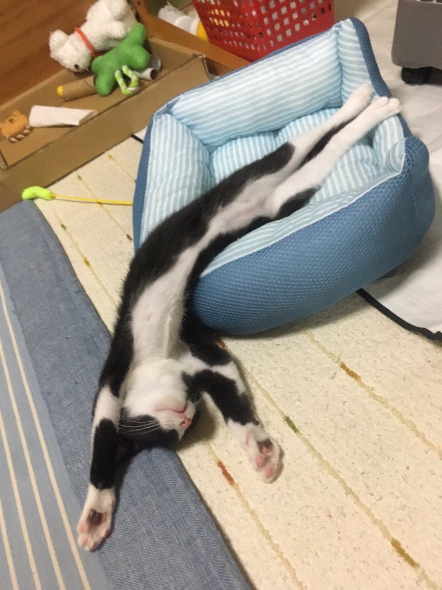 野良猫 モナちゃん でろーん とろね 猫 ねこ ネコ ハチワレ 靴下猫 白黒 猫好きさんと繋がりたい 猫のいる暮らし 猫のいる生活