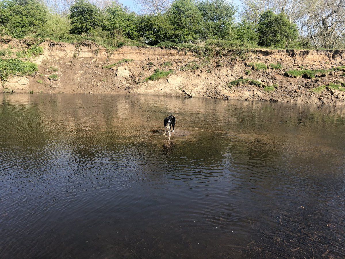 Sammy and Luna found a crocodile on their walk today....but sammy was very brave...