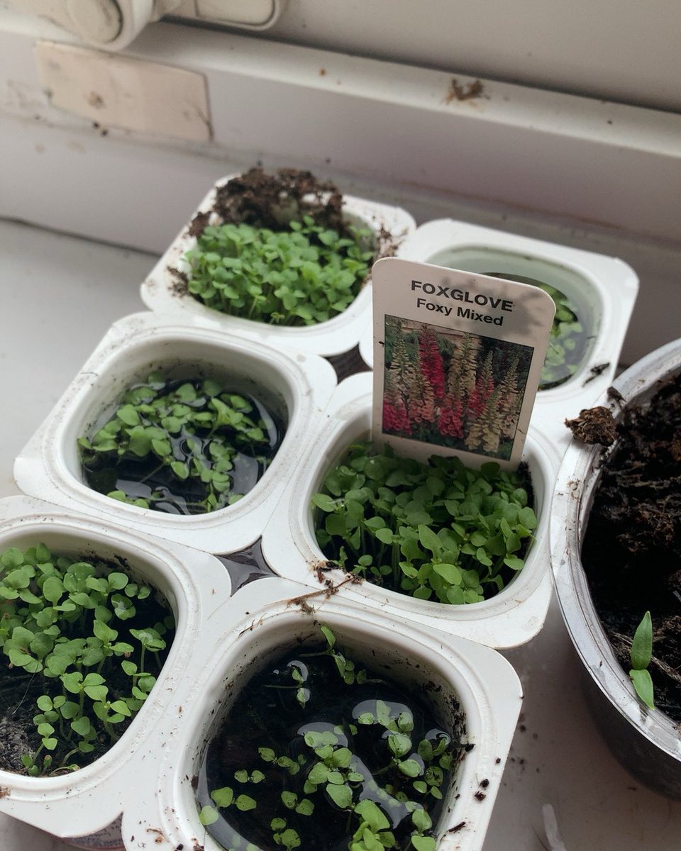 Springwood_Prm's tweet photo. #springpembroke have been busy growing things and learning new skills. Show Us what is growing in your gardens #outdoorlearning #springeco https://t.co/98VPf0HPC9