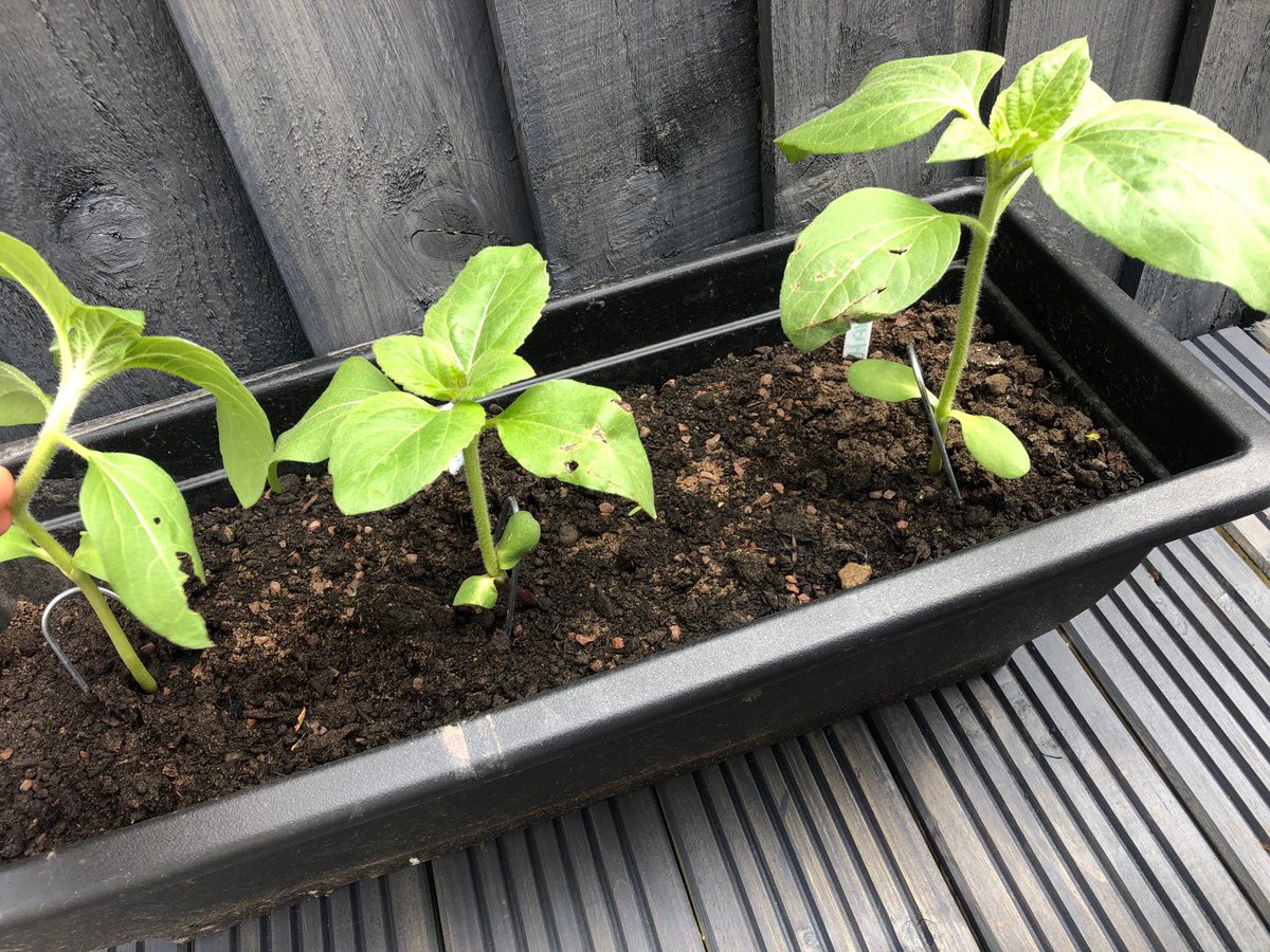 Springwood_Prm's tweet photo. #springpembroke have been busy growing things and learning new skills. Show Us what is growing in your gardens #outdoorlearning #springeco https://t.co/98VPf0HPC9
