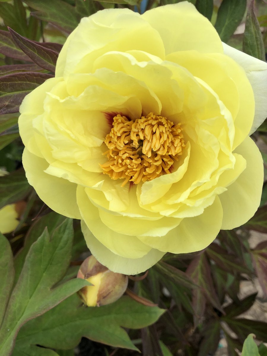 Botanic Nursery tweet media