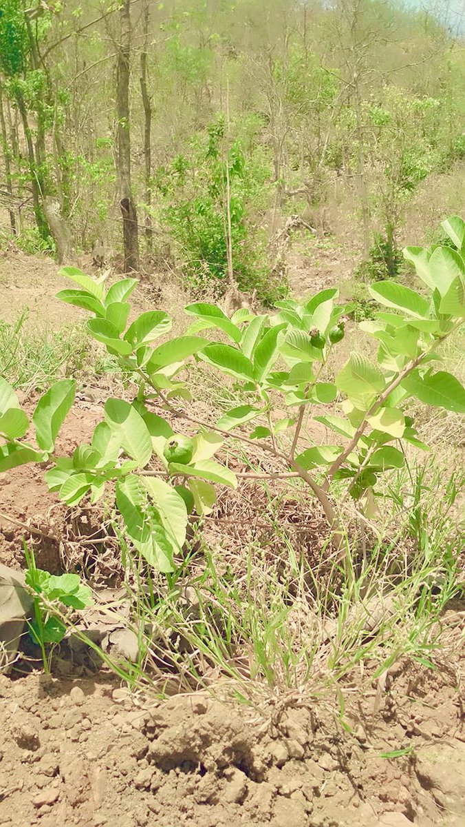 IamTreepathi's tweet photo. #FollowUp: 1-2 years old fruits saplings we planted to support #Farmers and #Tribal in #MMRRegion.
So far, we planted many lakhs fruits saplings with over 90% survival rate.
#10CroreTREESby2025 #PedhLagao #FruitsPlants #Livelihood, #RuralPlantation #TreePlantationInIndia https://t.co/5nD8LnR0ua