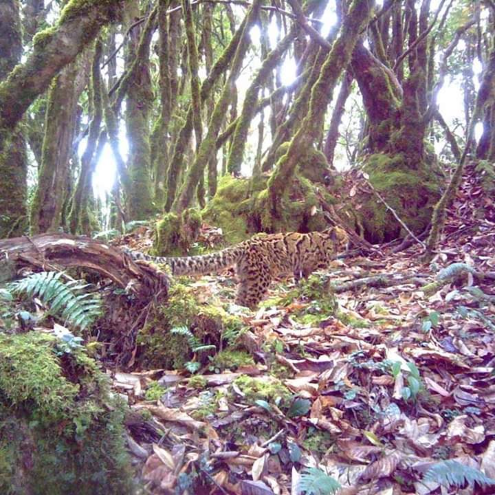 PremTaba's tweet photo. These rare, beautiful animals, defenseless and helpless, will lose their natural habitat with the #DibangHPP. Is it their fault that they have been living here for too long? 

This controversial dam is well known for massive opposition it has faced from local tribal people here https://t.co/QYcGH14Zbz
