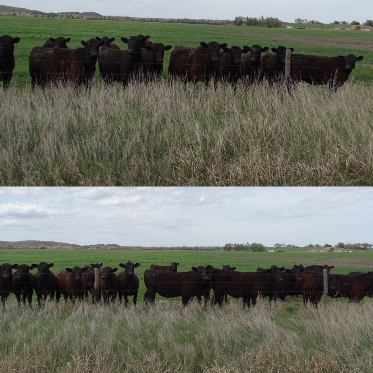 jaredwareham's tweet image. AVAILABLE PRIVATE TREATY - Close to 60 head of Top Dollar Verified fancy yearling replacement heifers sired by premium genetics from Dalebanks Angus. Contact our Team to learn more! #topdollarangus #dalebanksangus #precisionbeef #geneticsmatter