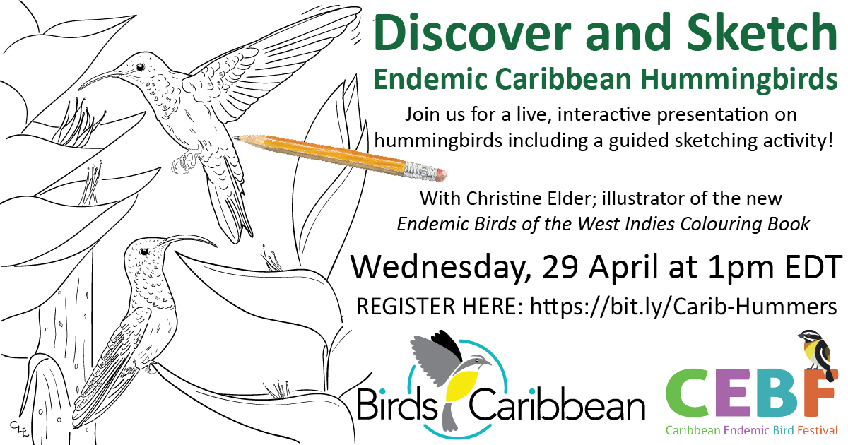 BirdsCaribbean's tweet photo. Discover and Sketch Endemic Caribbean Hummingbirds - Wednesday, 29 April, 1 PM EDT. JOIN US for a live, interactive presentation on hummingbirds AND learn how to draw them with artist Christine Elder. REGISTER HERE: https://t.co/SbvBZImJBE  #CEBFFromtheNest https://t.co/HFvO8b1aNk