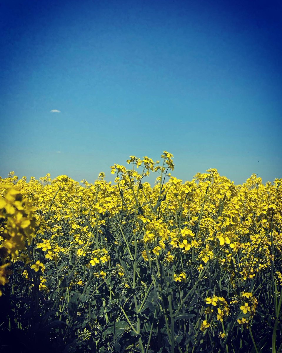Medvidekpu's tweet photo. #nakole #jenstejn #podolanka #babisuvsvrab #zasranarepka #vsude #smrdi ale to #jaro je k #nezaplaceni https://t.co/9VN8PKKTak