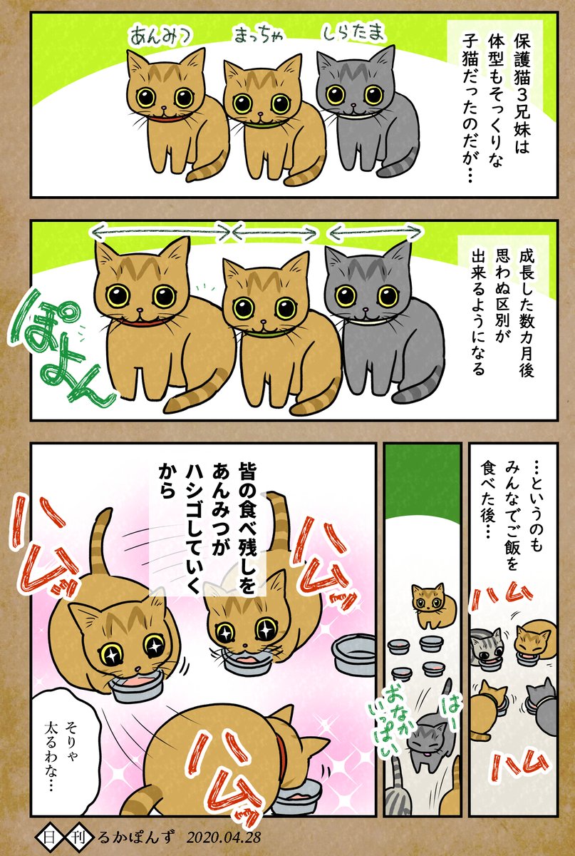 【毎日更新/猫マンガ】
そっくり保護猫3兄妹の、予想外な見分け方法。

#保護猫3兄妹 #猫 #ねこ漫画 #コミックエッセイ #猫まんが 