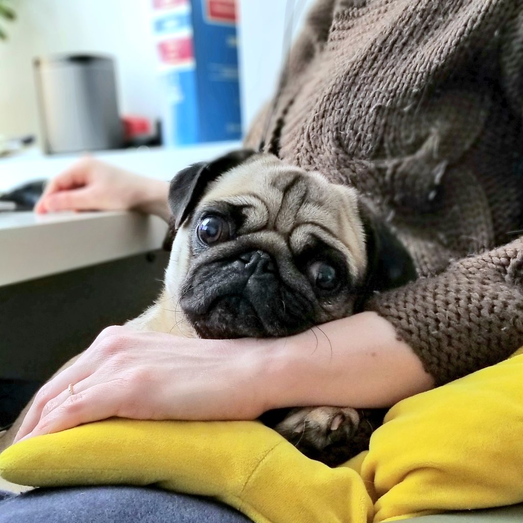 Adrienne Boudreau (@a_boudreau_law) on Twitter photo When your owner is a lawyer, you follow their lead and volunteer at the <a href="/ProBonoOntario/">Pro Bono Ontario</a> hotline! If you can, consider doing a shift from home - the need is great. The software was very easy to use (even Coco managed), and the staff are there to help! #dogsforjustice #lawtwitter When your owner is a lawyer, you follow their lead and volunteer at the <a href="/ProBonoOntario/">Pro Bono Ontario</a> hotline! If you can, consider doing a shift from home - the need is great. The software was very easy to use (even Coco managed), and the staff are there to help! #dogsforjustice #lawtwitter