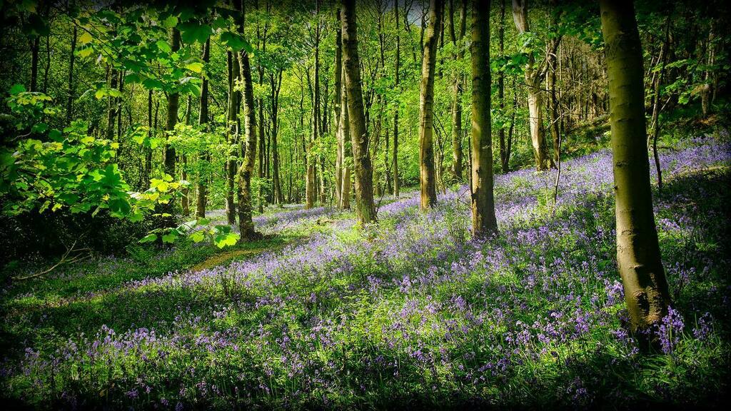 Local woods. #bluebells #woods #spring #flowers #nature #allocatedexercisetime #lockdownactivities #keepingbusy #beingcreative #landscapephotography #carpetofflowers #bluehaze  #trees #leaves instagr.am/p/B_fC3cHF6KQ/