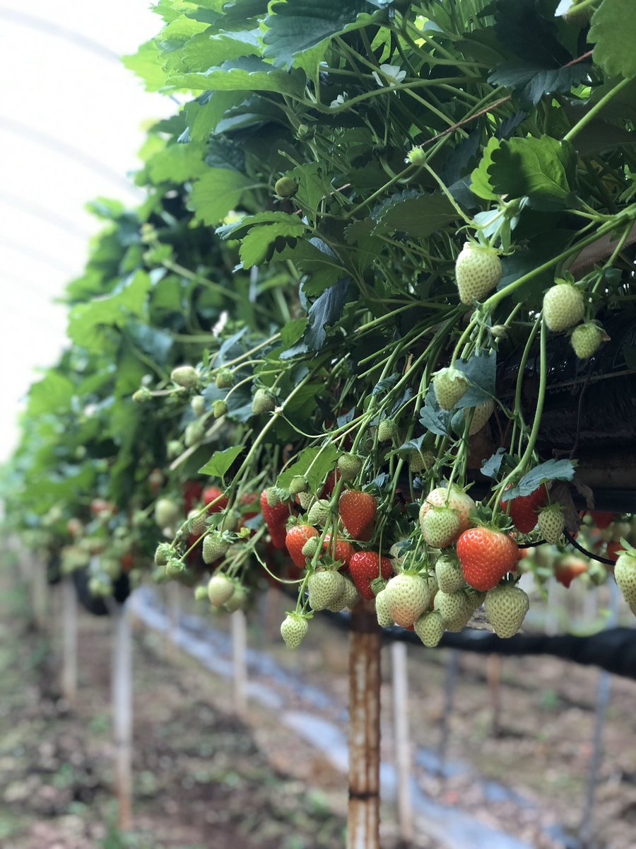 Wye Fruit Ltd tweet media