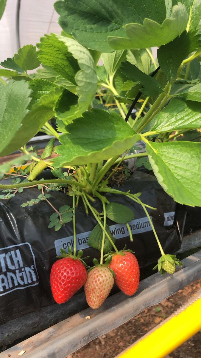 Wye Fruit Ltd tweet media