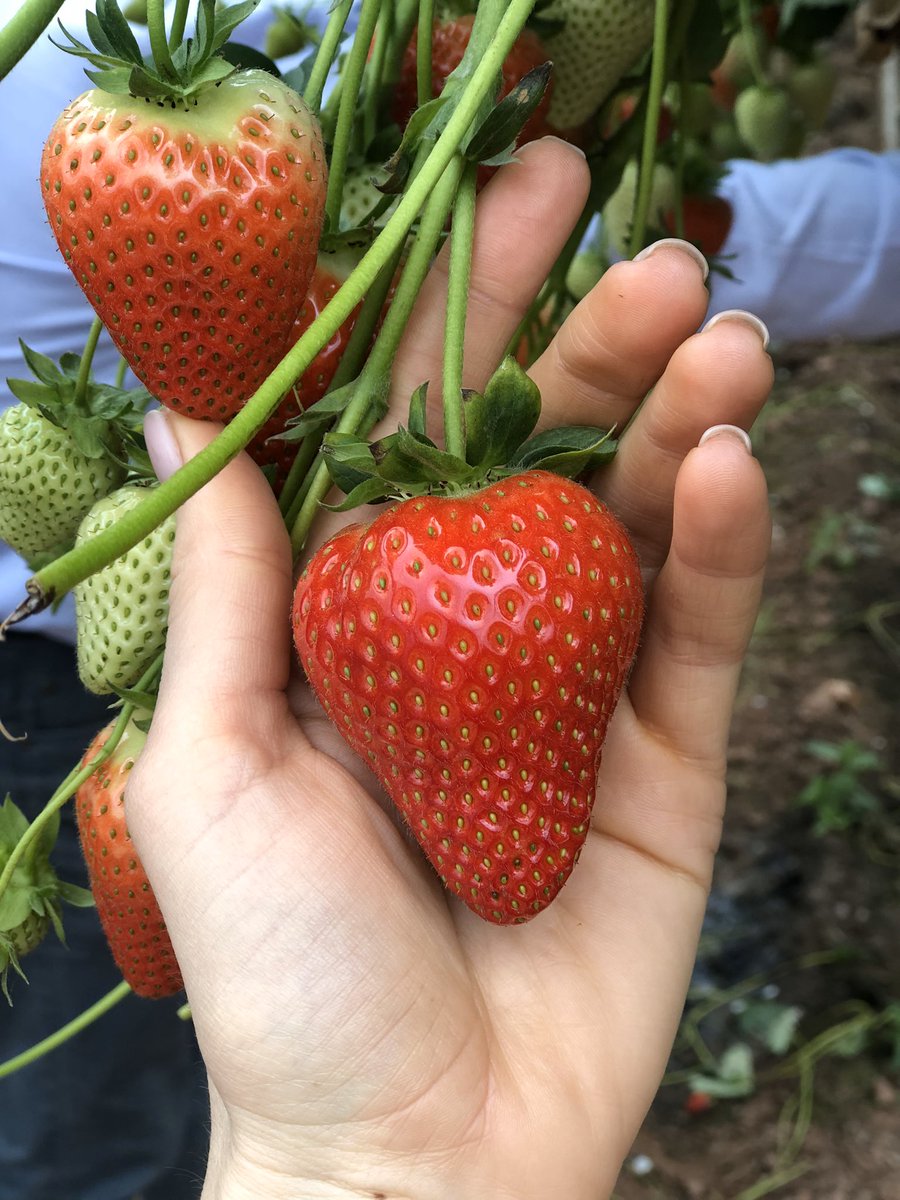 Wye Fruit Ltd tweet media