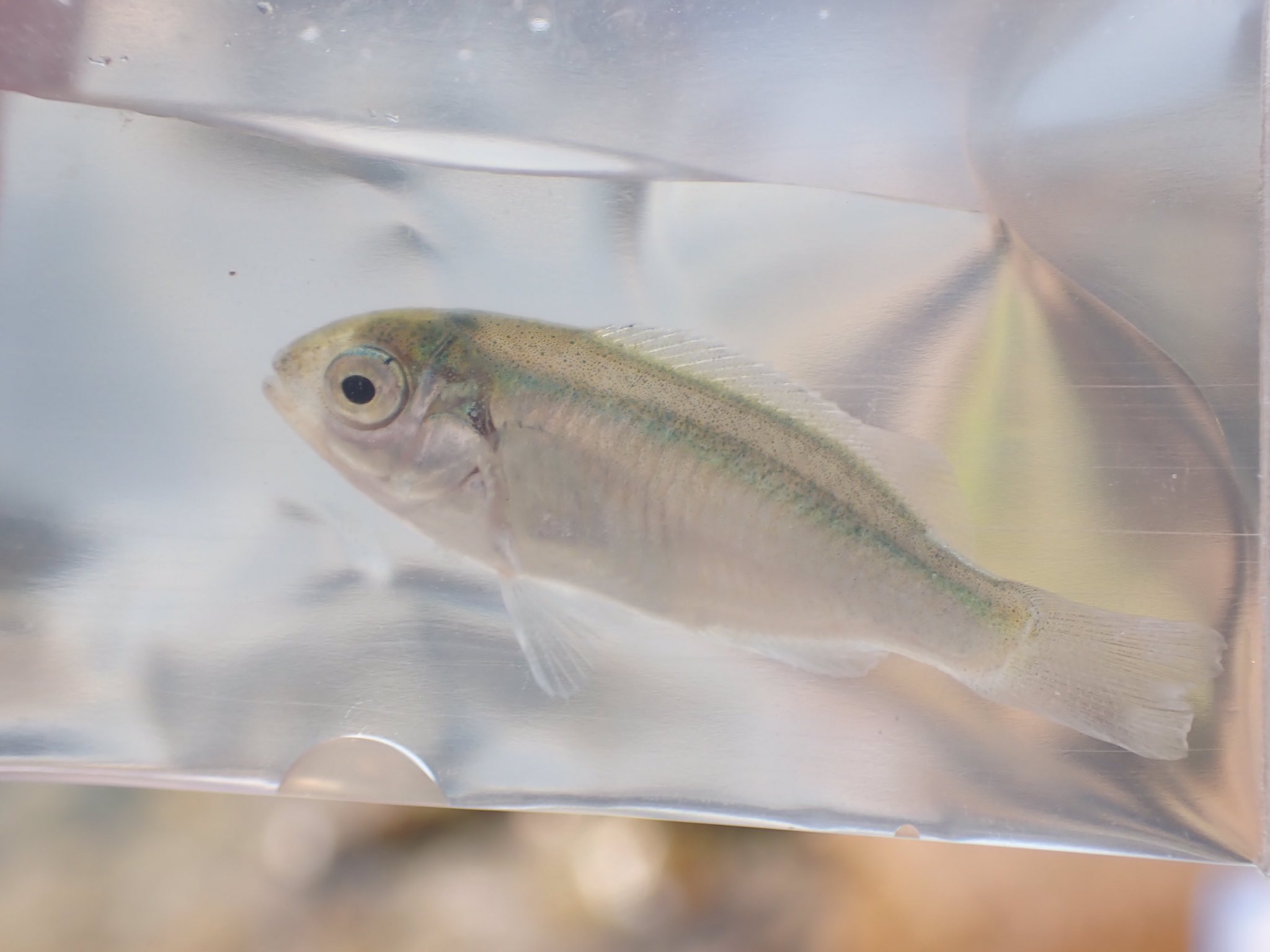 Under 文屋 Tlvrtdyllwik4aw メジナって稚魚 こんなのだったのですか 全く知りませんでした 青魚しか考慮に入れてませんでした 体型からもメジナの稚魚ですね ありがとうございます Twitter