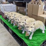 お庭の手入れをする人が増えて犬猫の置物が売り切れた結果？!ホームセンターにチベットスナギツネが増殖!