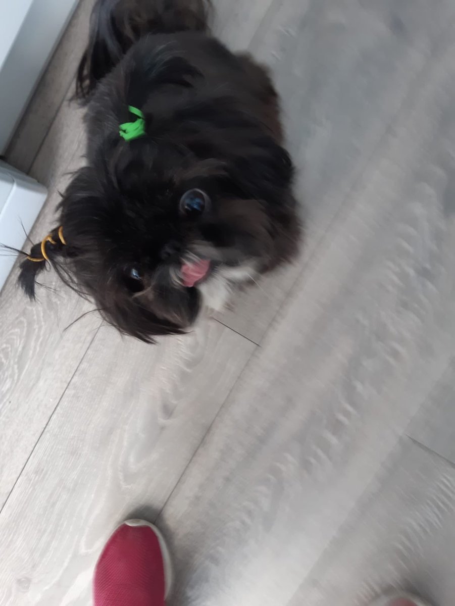 Megrichards13's tweet photo. Glad to see my dog is having a good time at my nans🤣🤣, the poor thing hahaha https://t.co/e6AVQZ84QA