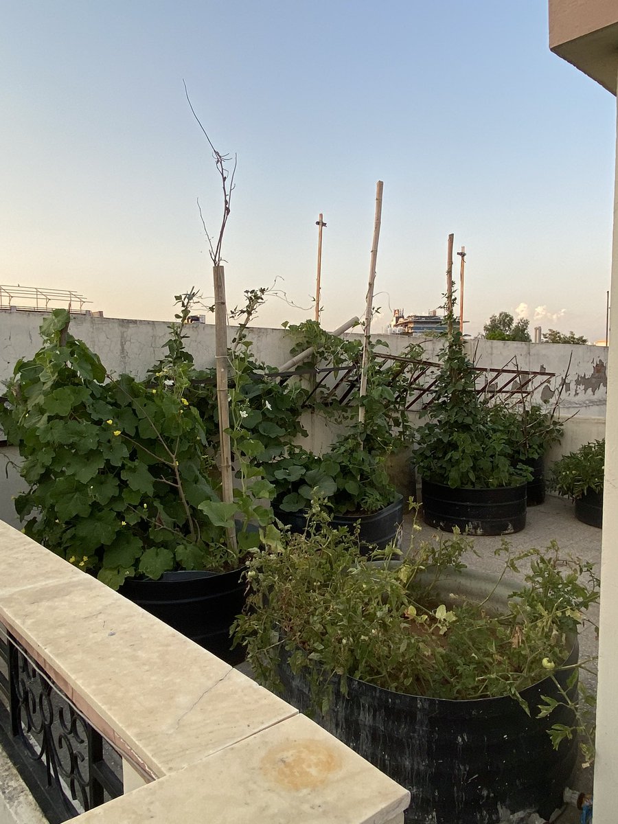 Many people had showed interest in how this rooftop garden looks like. I am attaching a few pictures to give ideas . Most of the pots were old broken water tanks that we collected in our bid to keep it sustainable. You can see Lauki, Turai and tomatoes.