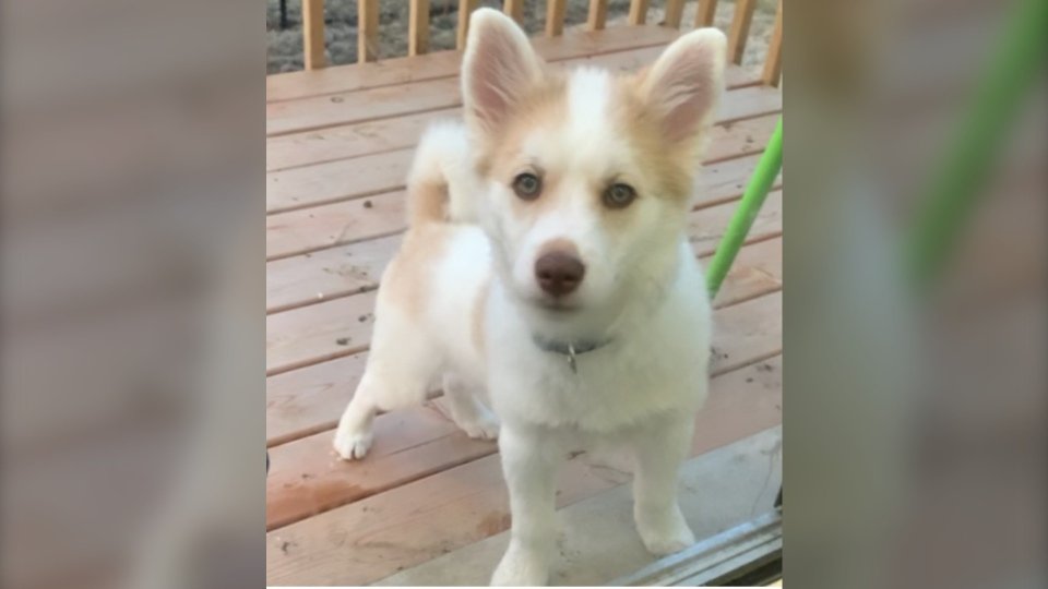 CP24's tweet photo. York police appeal for help finding puppy that was in back of stolen vehicle https://t.co/QhMbEsZFHl https://t.co/zfoFSf30ST