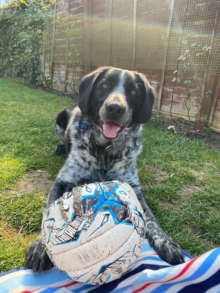 MitreSports's tweet photo. Four-legged football fans! ⚽️🐕

Get tagging us or @matchdaywithmax in your pet pictures if they love football using #MitreChallenge!

#AllYouNeedIsABall https://t.co/cQFRSnguvP