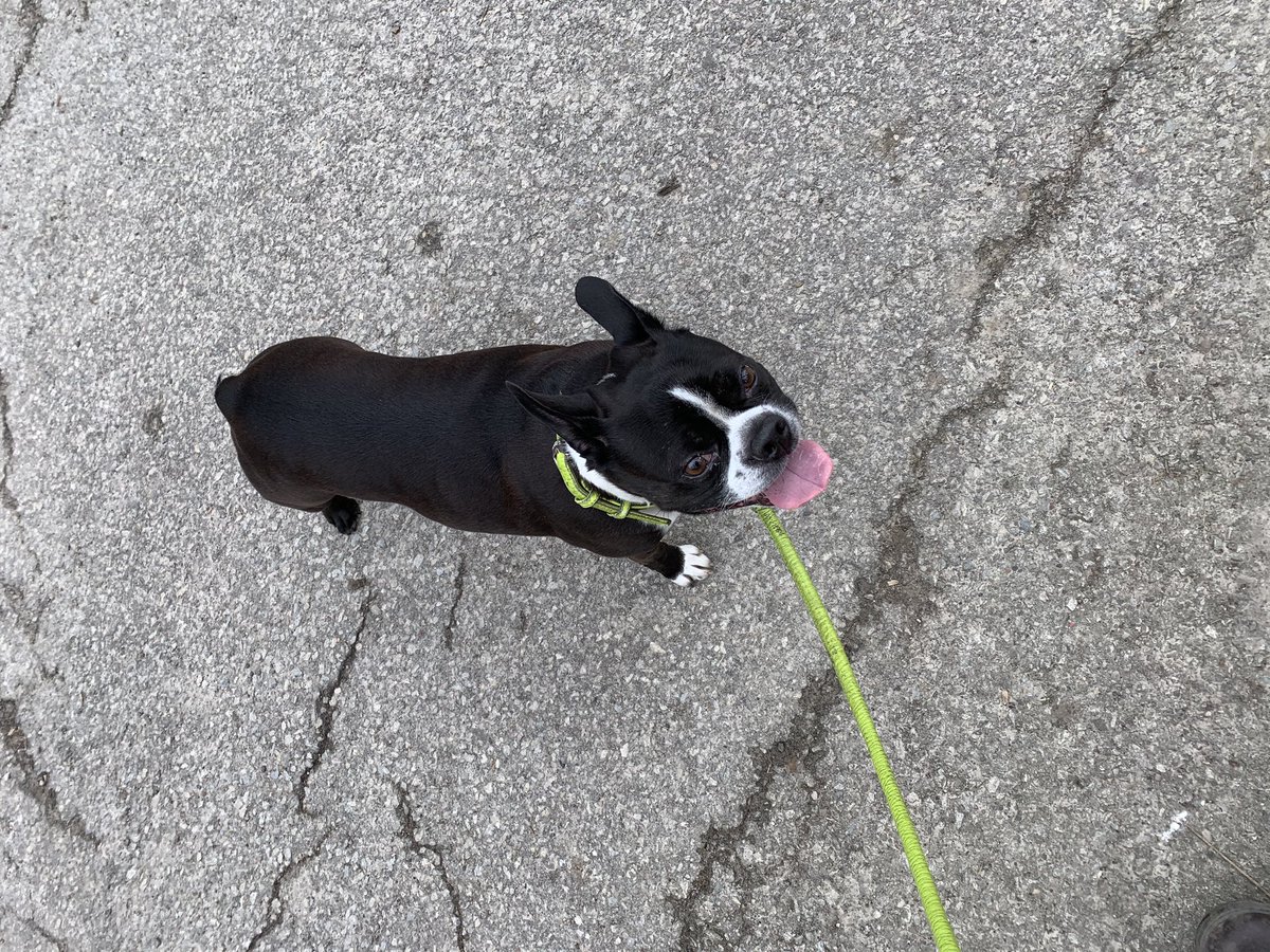 ArboretumAlix's tweet photo. @Sarcasticluther 1. Ella 2. Wet noodle, Mudpuppy https://t.co/ExXinB8S5t