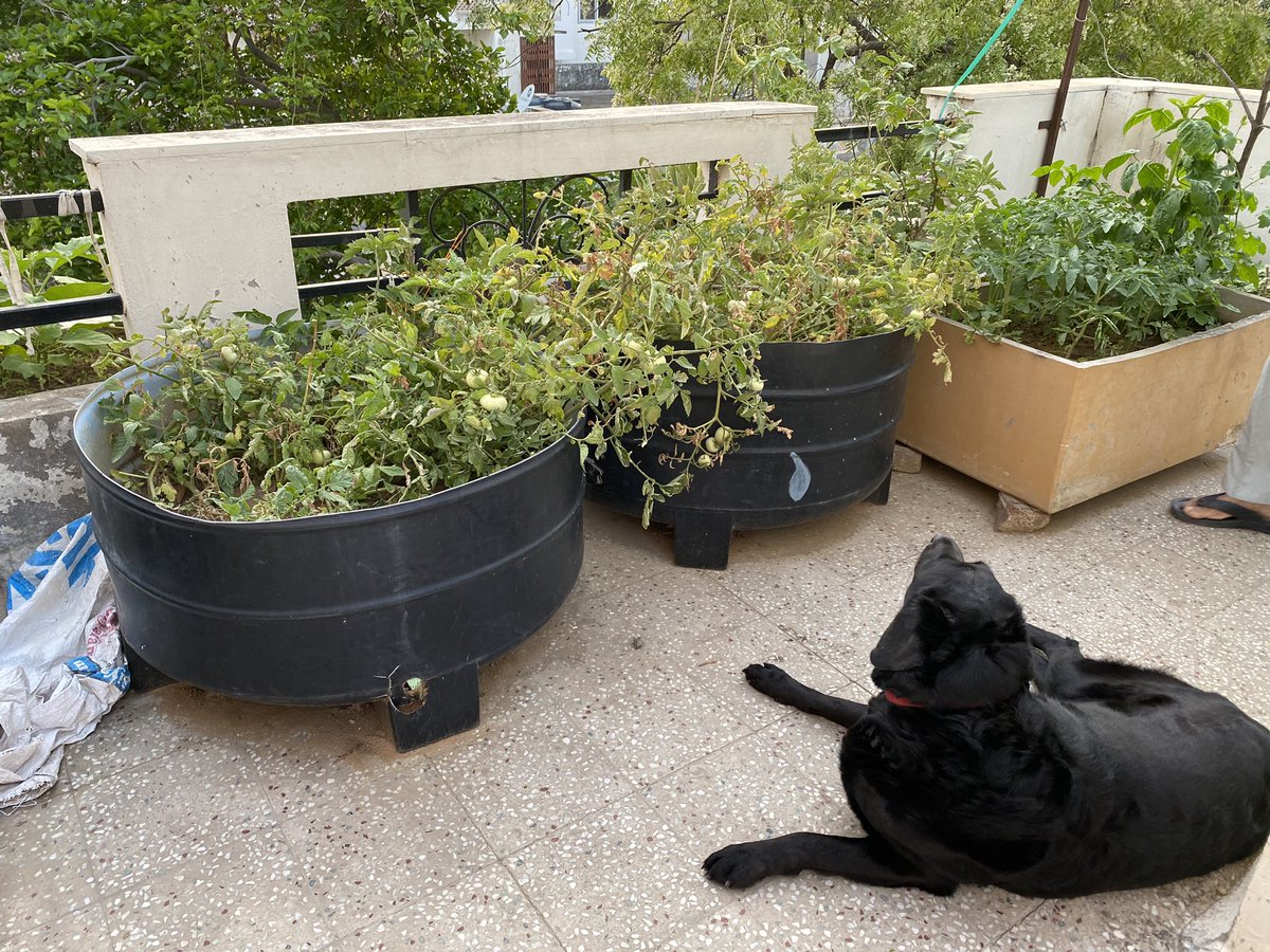 The in-house security guard ( pun intended) keeps the birds and rats away 