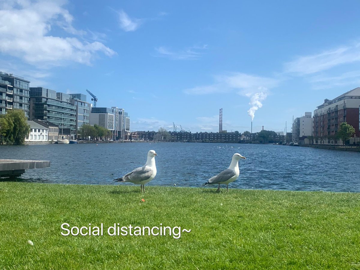 Dublin Seagulls at <a href="/grandcanaldocks/">Grand Canal Docks</a> today showed us a very good example of keeping social distancing. #Dublin #SocialDistancing