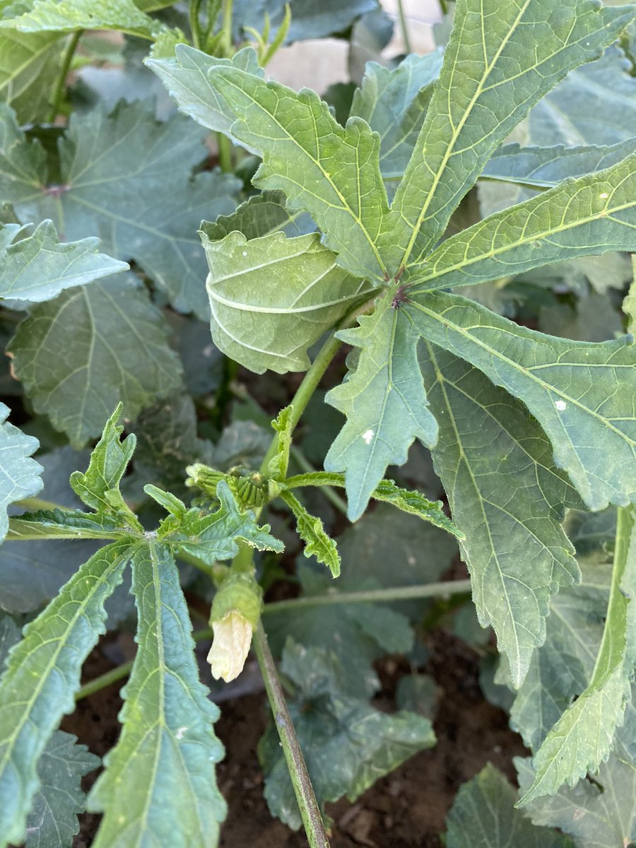 The bhindi flower and the new Guar fali plants ..