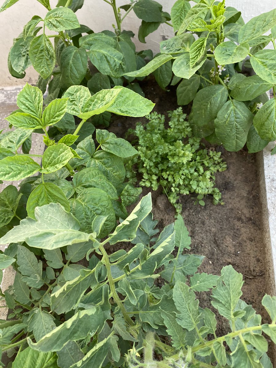 I hope this has helped people about the idea of roof top plants .. and I shall be happy to help anyone else asking .. the spinach can simply be cut from top using a scissors. Coriander had to be hidden due to heat.