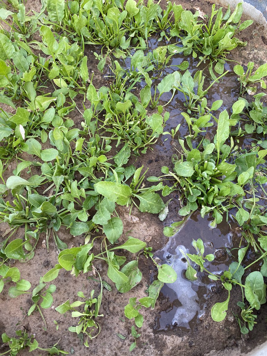 I hope this has helped people about the idea of roof top plants .. and I shall be happy to help anyone else asking .. the spinach can simply be cut from top using a scissors. Coriander had to be hidden due to heat.