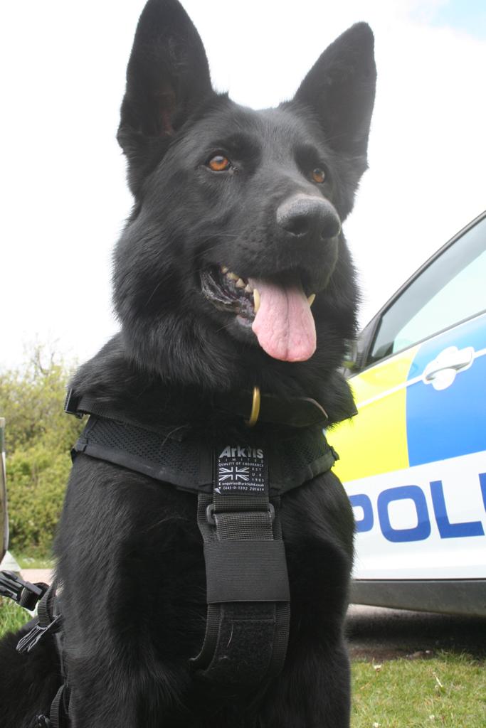 PD Q located a high risk missing male in undergrowth in North Devon, following a lengthy search and track to his location 🐾