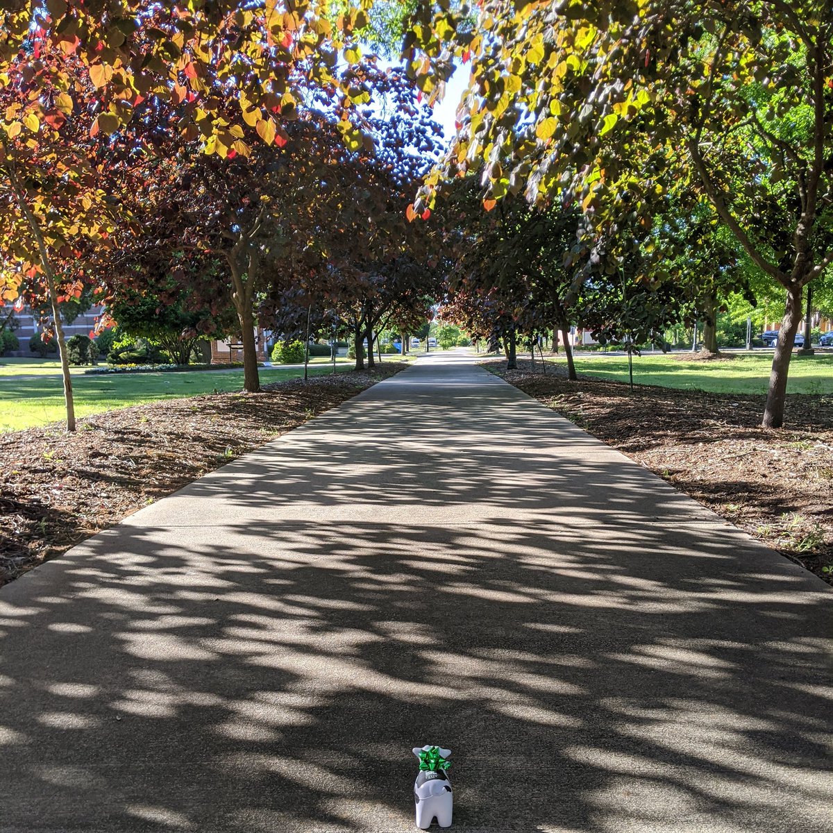 Happy Monday, Cobras! The end of the semester is incredibly close. You're doing amazing things in extraordinary times. We're proud of you, we believe in you, now let's finish #cokerstrong. We're here if you need us. Much love, be safe, and be kind 💙🐍💛