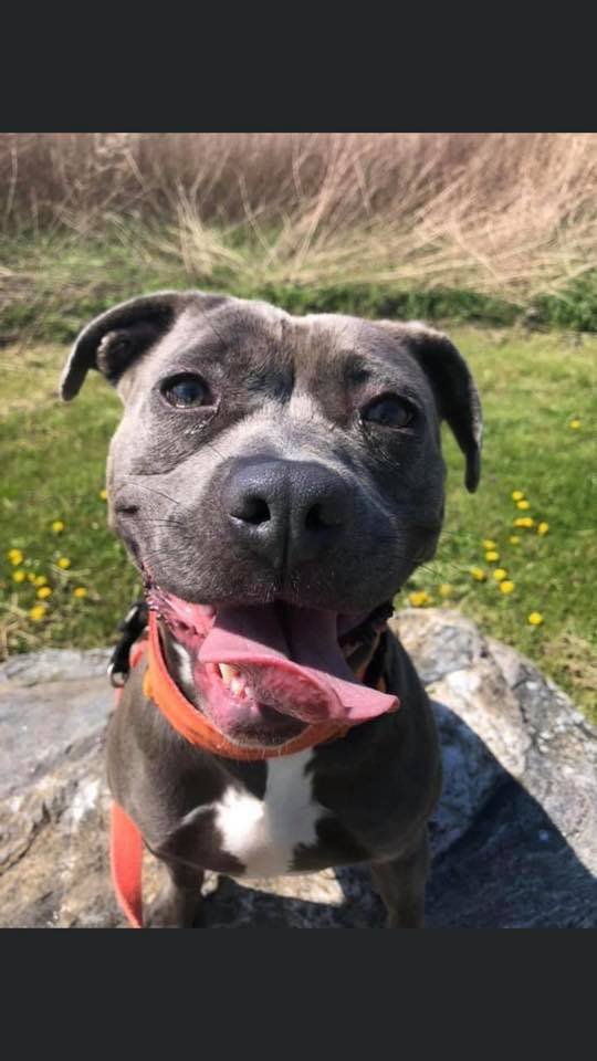 Beautiful Belle is smiling and waiting for her furever home! Contact Stratford Animal Control for an appointment to meet this fun, loving young lady!
#STARS #AdoptDontShop #rescue #OpttoAdopt