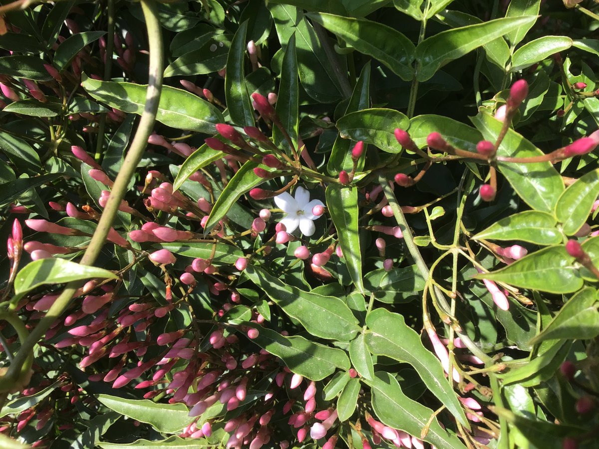 Yesss, eerste jasmijn bloempje in de tuin🥰
#JasminumPolyanthum