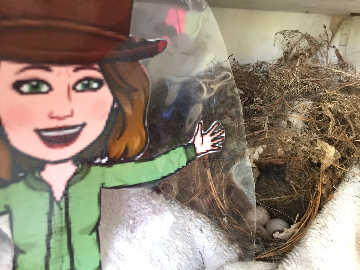 RunSpruce's tweet image. Flat Ranger Granger has found a bird nest with eggs in her garage. EXPLORE and WONDER you never know what you will see and learn.