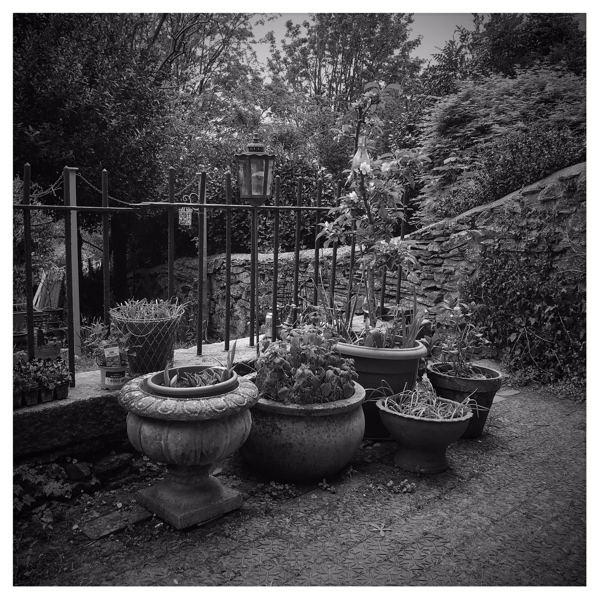 SimonStanding's tweet image. Been enjoying the garden in the time of lockdown. Lucky to have a space to use - and it has photo opps - as does our exercise walk!