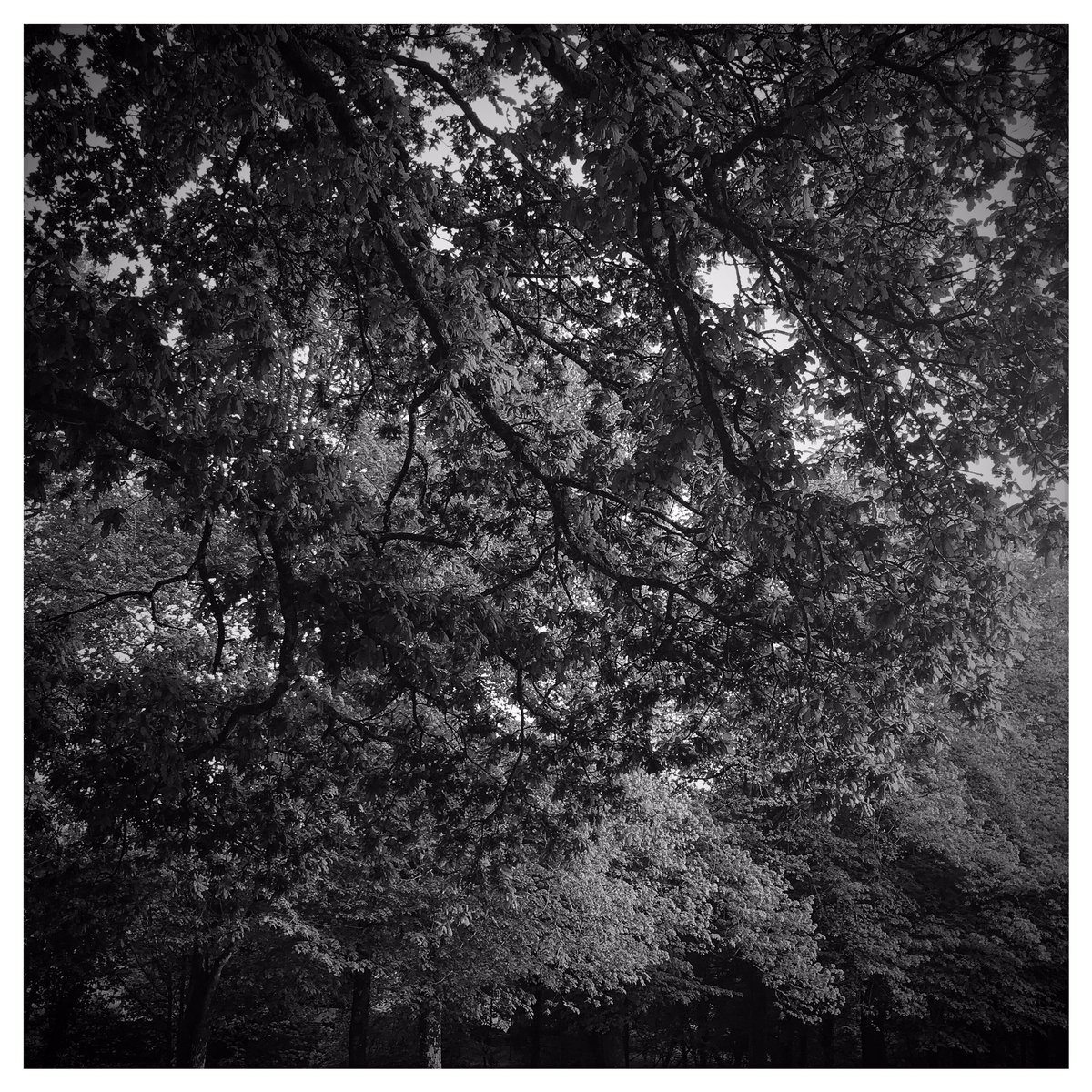 SimonStanding's tweet image. Been enjoying the garden in the time of lockdown. Lucky to have a space to use - and it has photo opps - as does our exercise walk!