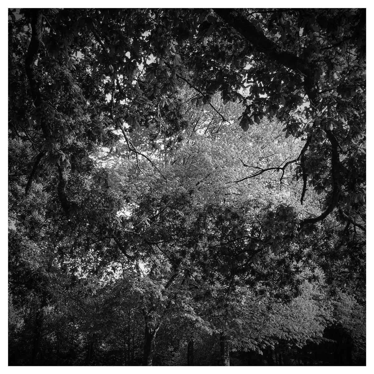 SimonStanding's tweet image. Been enjoying the garden in the time of lockdown. Lucky to have a space to use - and it has photo opps - as does our exercise walk!