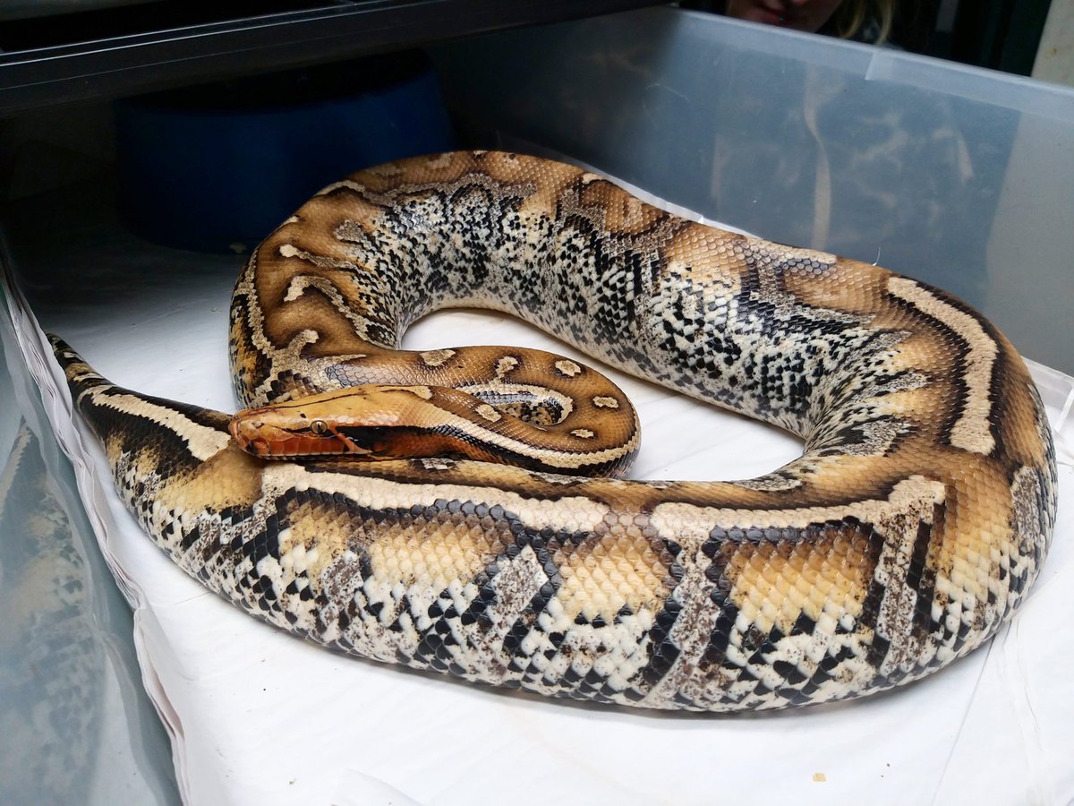 Robiscreeping's tweet image. #NOTABLOOD #snake #borneoshorttailpython #pythonbreitensteini #reptile
