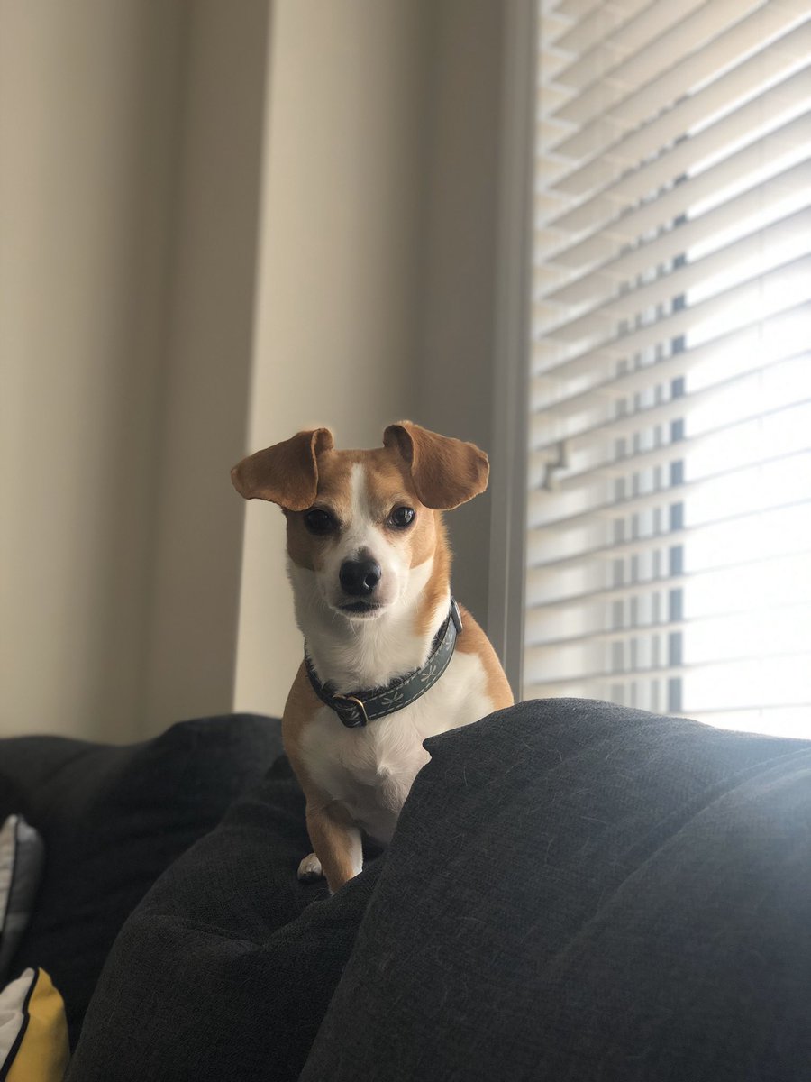 #PetsOfPDSB This is Benedict or better known as Benny. He is half chihuahua, half dachshund. He is a fan of <a href="/fmssarrows/">Fletcher's Meadow S.S.</a> department meetings, helping me screen record tutorials for my students and sitting on top of the couch so he can see out the window <a href="/PeelSchools/">Peel District School Board</a>