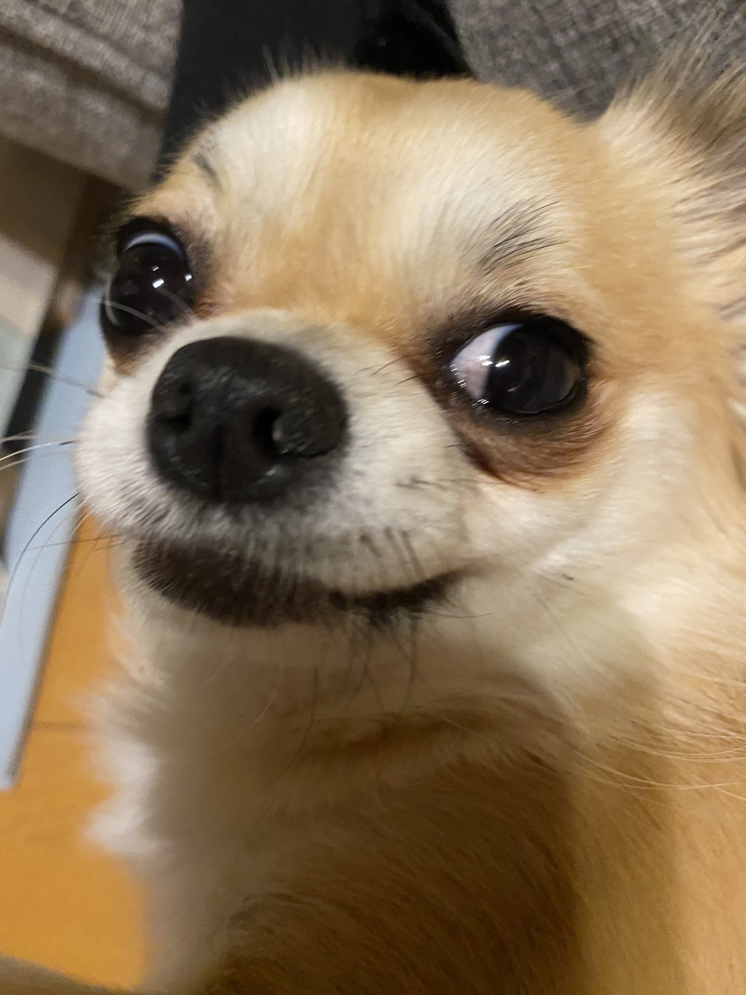 未和 今日の晴ちゃん なんだろう この顔 は どんな感情 とにかく何か別の生き物に見える何だろ 何に似てますか てか チョット笑ってるし怖いよ 犬好きさんと繋がりたい チワワ 眉毛のあるチワワ ロングコートチワワ T Co Wvi71bpjvu