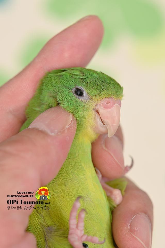 OPi.Toumoto📷🐦 tweet media