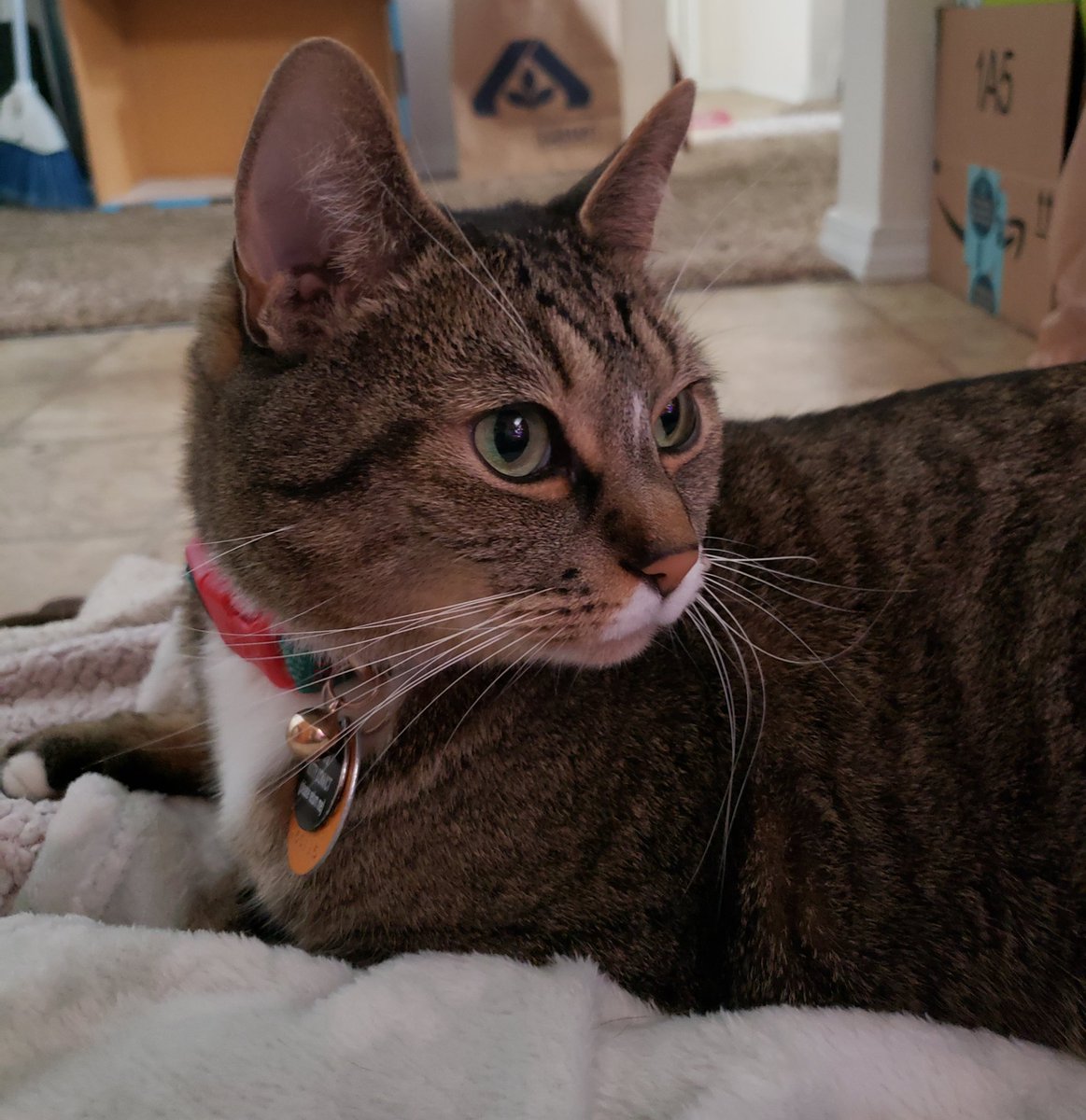 SoMuchApollo's tweet image. After an impromptu "camping trip" to find the coolest place in my apartment (spoiler: it's the kitchen floor, by far), I woke up to find Space Cadet had taken over my pile of blankets. Guess I'm not getting those back any time soon. 🤷‍♂️