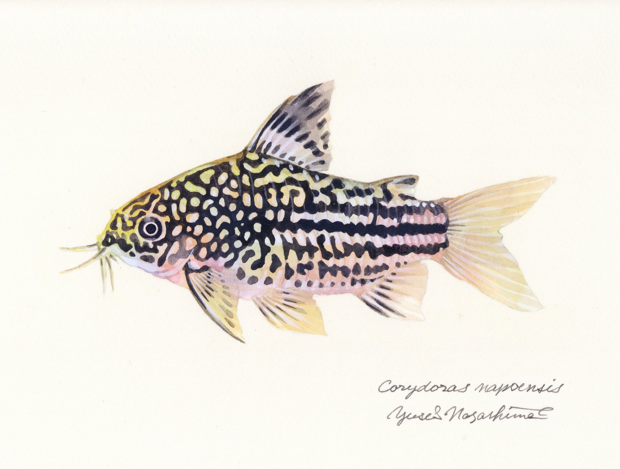 長嶋祐成 Al Twitter コリドラス ナポエンシス Corydoras Napoensis 鼻の短いエレガンス系の愛らしい顔に くっきり網目模様 発色するとバルバートゥス級の黒金になるとのこと T Co U0x8f15dsm Twitter 長嶋祐成 Al Twitter コリドラス ナポエンシス Corydoras Napoensis 鼻の短いエレガンス系の愛らしい顔に くっきり網目模様 発色するとバルバートゥス級の黒金になるとのこと T Co U0x8f15dsm Twitter