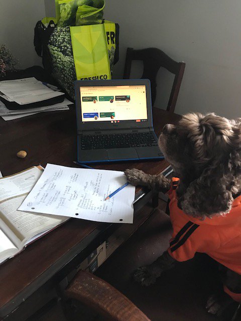 StDomGuidance's tweet photo. Happy Monday Dragons!  We seem to be welcoming some 'new students' to our at home learning these days.  Thanks Julia and Lauren for sending us pics of your pets helping you with your homework.  Nice to see that some are even in uniform! #stayhome #staysafe #petsofgoogleclassroom https://t.co/jmJmO97U9y