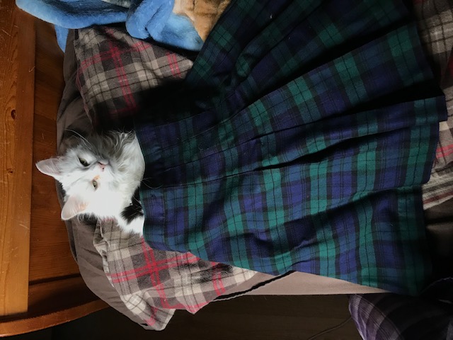 StDomGuidance's tweet photo. Happy Monday Dragons!  We seem to be welcoming some 'new students' to our at home learning these days.  Thanks Julia and Lauren for sending us pics of your pets helping you with your homework.  Nice to see that some are even in uniform! #stayhome #staysafe #petsofgoogleclassroom https://t.co/jmJmO97U9y
