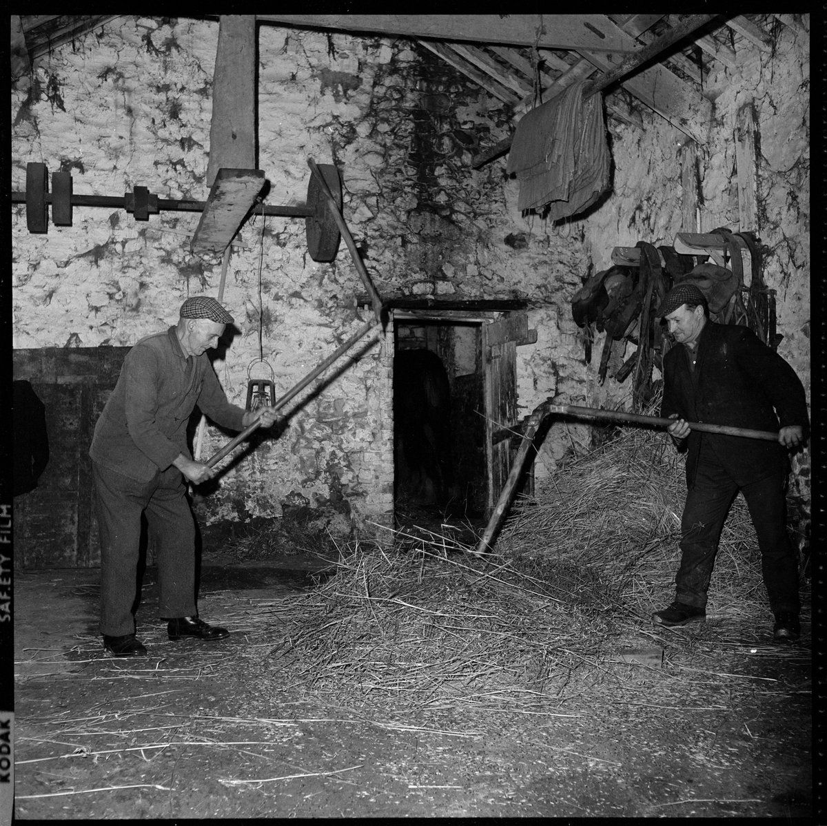 Flailing was hard, repetitive work, often done by candlelight early in the morning, to get enough straw for the day. Great skill and care was needed by the two men threshing using flails made out of two pieces of wood bound together, usually by a supple piece of leather or laces.