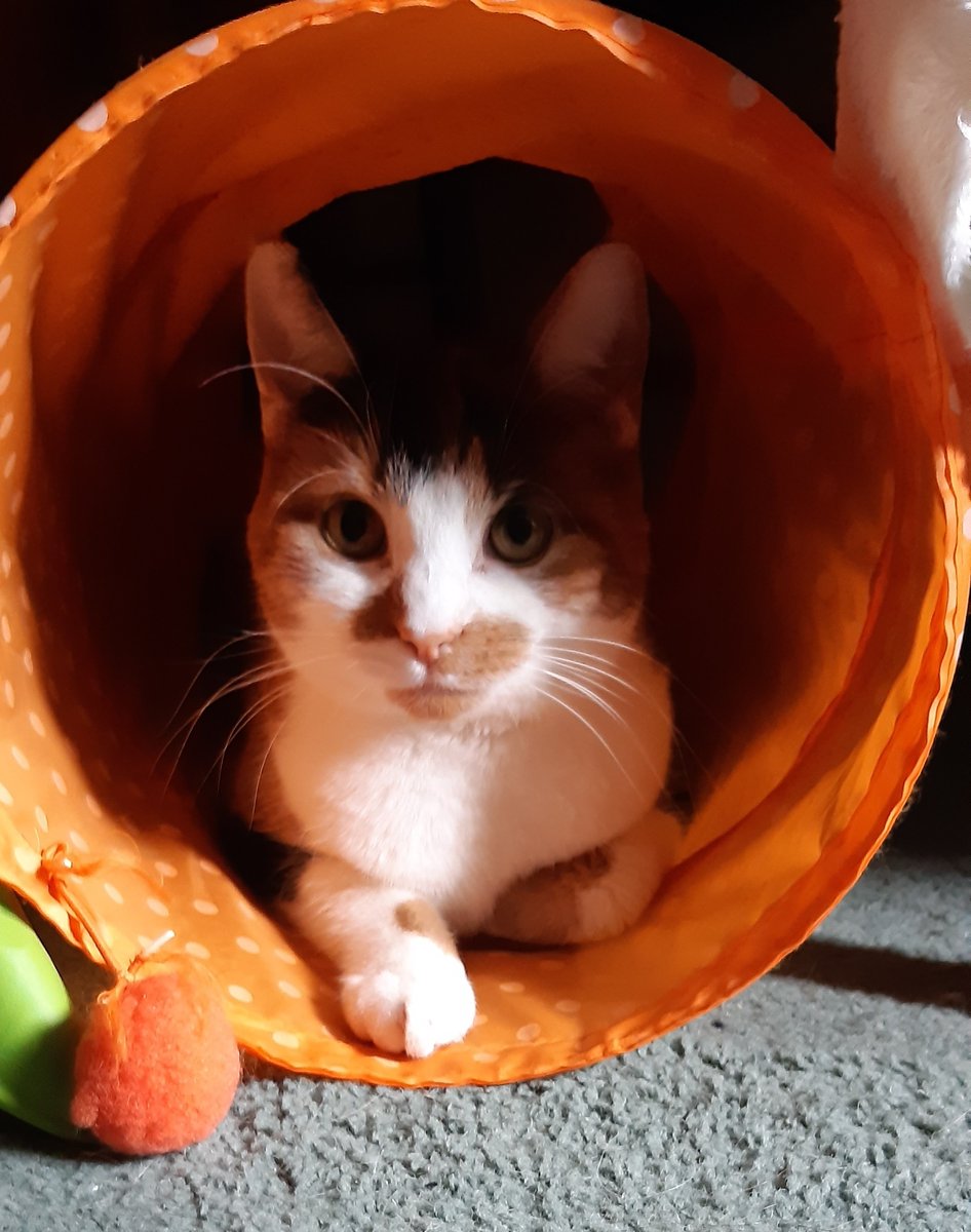 Tim King (Deceased) tweet media