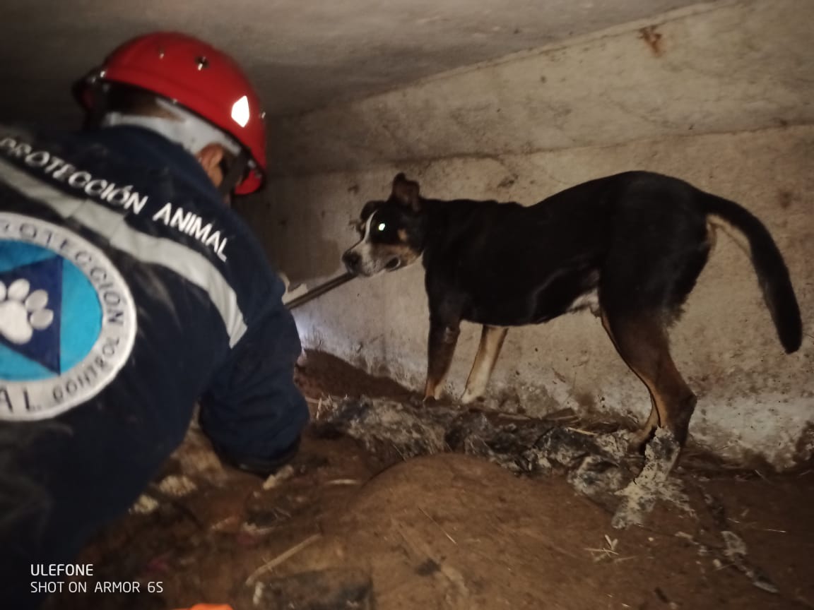 Bomberos El Marqués. Serv. Integrales de Bomberos tweet media