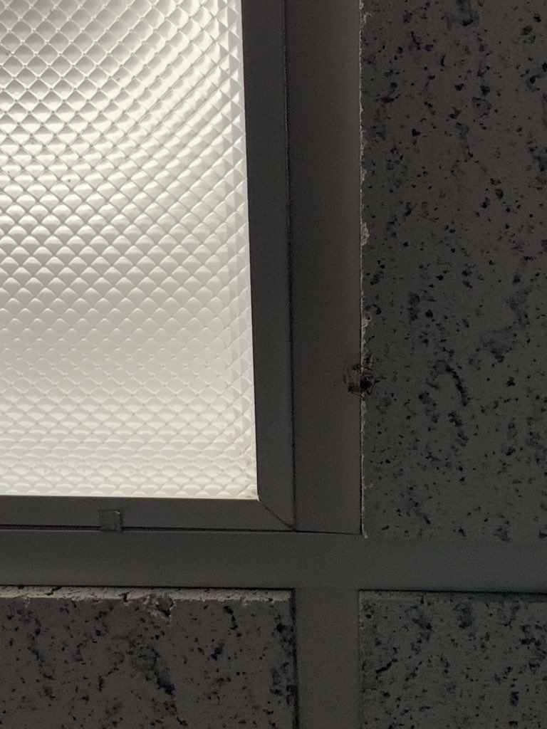 madiema330's tweet photo. a stink bug, back when we were living in o’hara :( #stonehillbiodiversity https://t.co/teL1EuLruj
