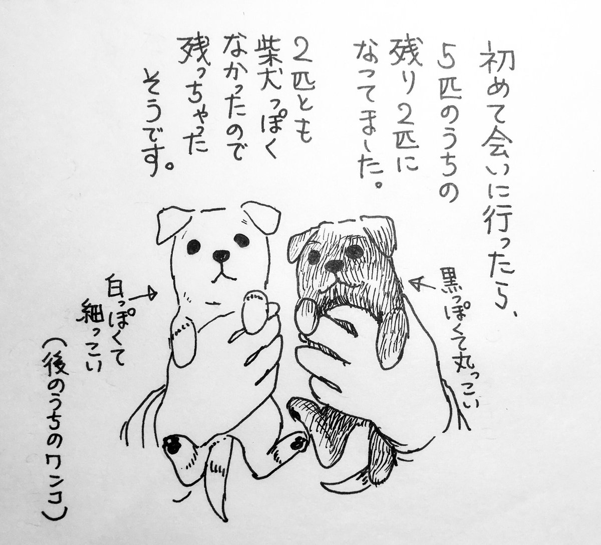 ワンコの思い出 2

#秘密結社老犬倶楽部 
#ある普通のワンコの話 